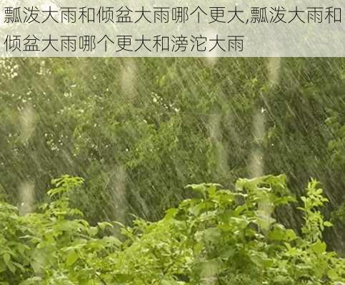 瓢泼大雨和倾盆大雨哪个更大,瓢泼大雨和倾盆大雨哪个更大和滂沱大雨