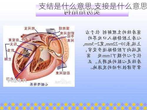 支结是什么意思,支接是什么意思