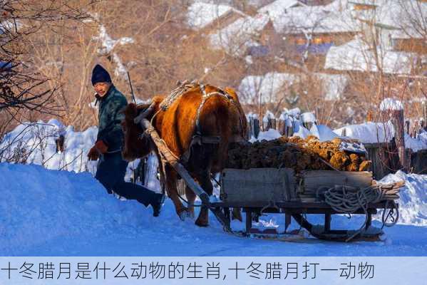 十冬腊月是什么动物的生肖,十冬腊月打一动物