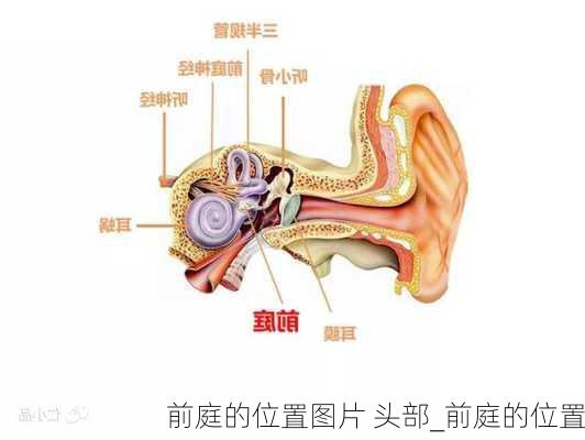 前庭的位置图片 头部_前庭的位置