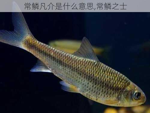 常鳞凡介是什么意思,常鳞之士