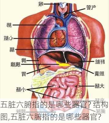 五脏六腑指的是哪些器官? 结构图,五脏六腑指的是哪些器官?