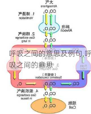 呼吸之间的意思及例句,呼吸之间的意思