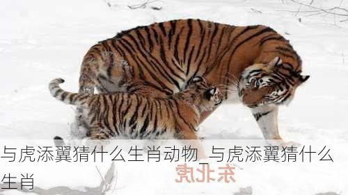 与虎添翼猜什么生肖动物_与虎添翼猜什么生肖