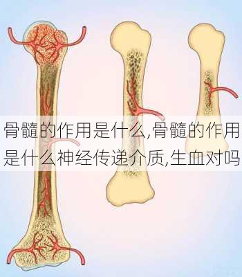 骨髓的作用是什么,骨髓的作用是什么神经传递介质,生血对吗