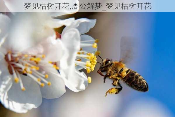 梦见枯树开花,周公解梦_梦见枯树开花