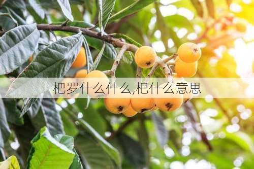 杷罗什么什么,杷什么意思