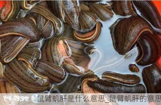 鼠臂虮肝是什么意思_鼠臂虮肝的意思