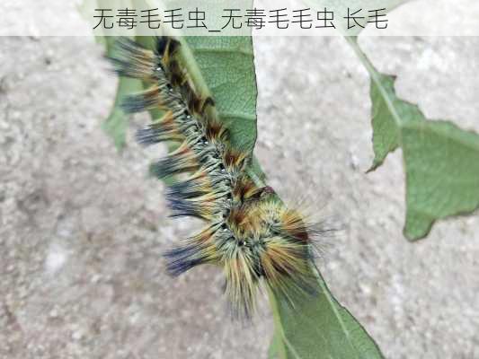 无毒毛毛虫_无毒毛毛虫 长毛