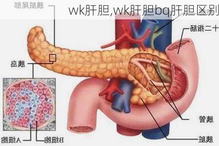 wk肝胆,wk肝胆bq肝胆区别