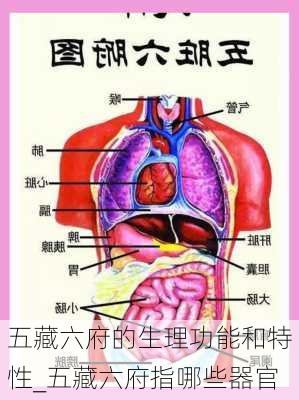 五藏六府的生理功能和特性_五藏六府指哪些器官