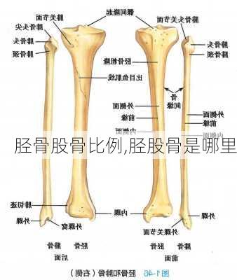 胫骨股骨比例,胫股骨是哪里