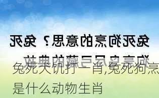 兔死犬饥打一肖,兔死狗烹是什么动物生肖