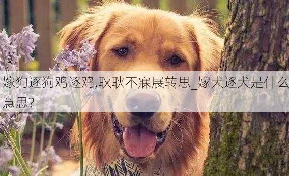 嫁狗逐狗鸡逐鸡,耿耿不寐展转思_嫁犬逐犬是什么意思?