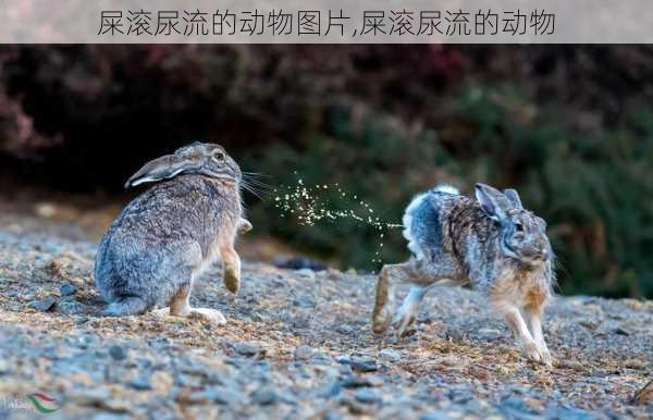 屎滚尿流的动物图片,屎滚尿流的动物