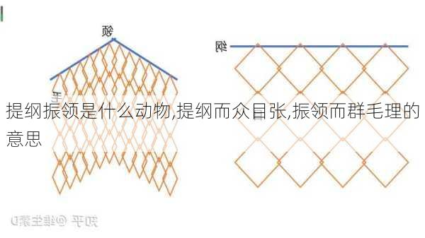 提纲振领是什么动物,提纲而众目张,振领而群毛理的意思