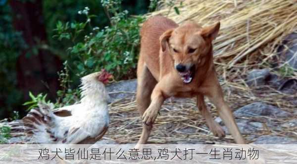 鸡犬皆仙是什么意思,鸡犬打一生肖动物