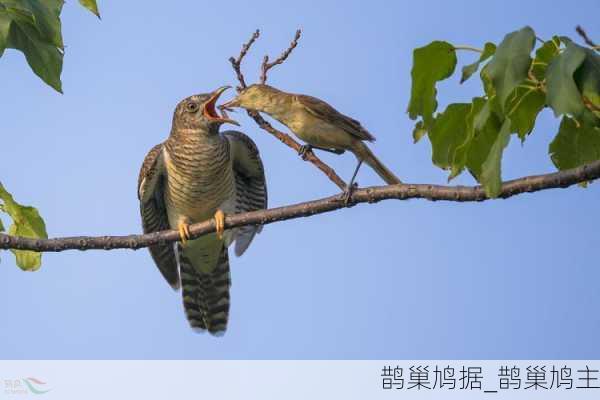 鹊巢鸠据_鹊巢鸠主