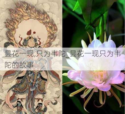 昙花一现,只为韦陀_昙花一现只为韦陀的故事