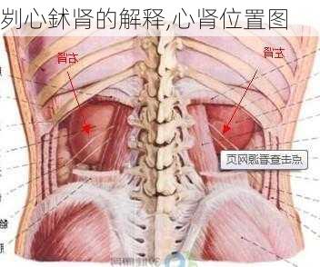 刿心鉥肾的解释,心肾位置图