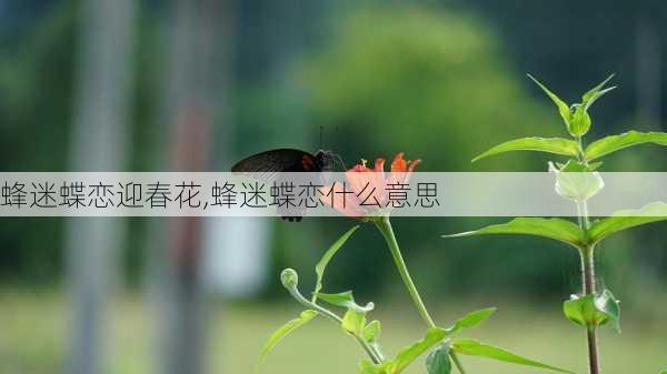 蜂迷蝶恋迎春花,蜂迷蝶恋什么意思