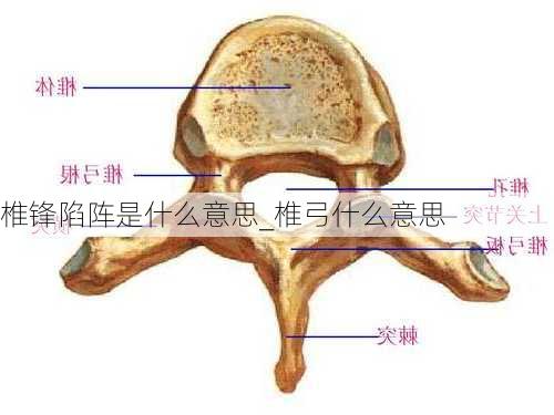 椎锋陷阵是什么意思_椎弓什么意思