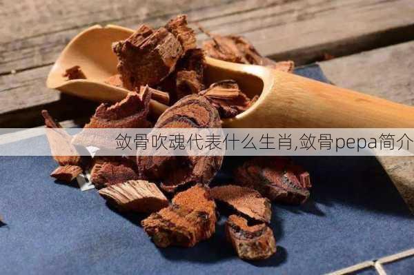 敛骨吹魂代表什么生肖,敛骨pepa简介